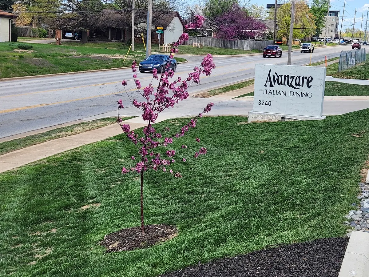 Purple flowering tree beside a freshly mowed commercial lawn